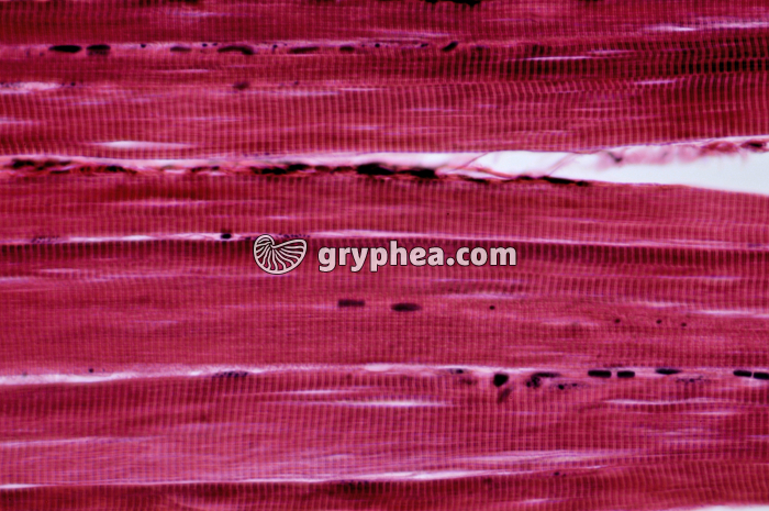 Muscle strié x160 - gryphea.com